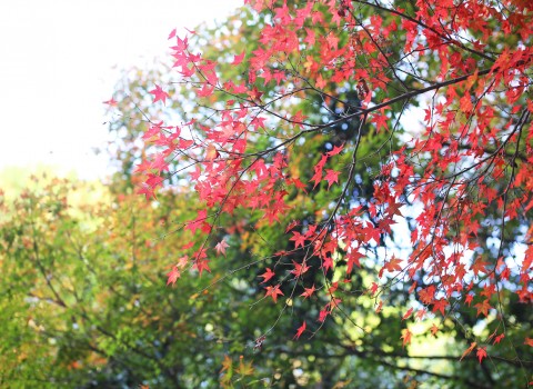 紅葉 紅葉