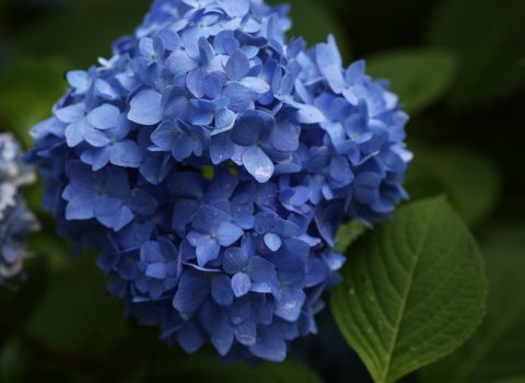 雨と紫陽花 雨と紫陽花