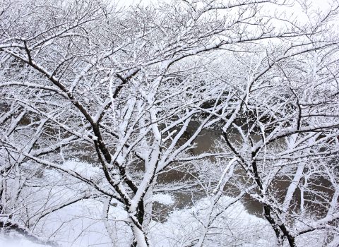 雪の京都 雪の京都
