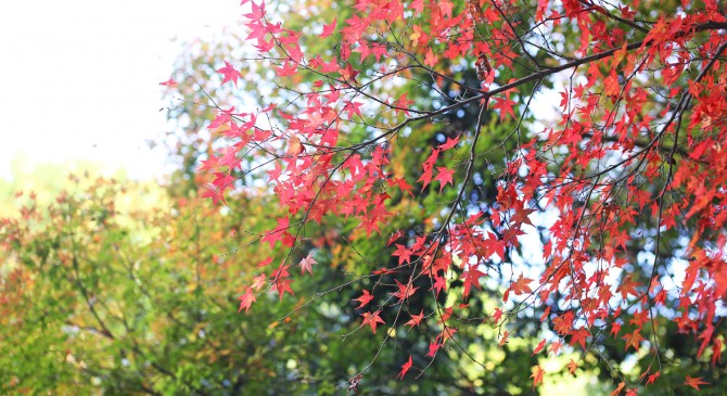 紅葉