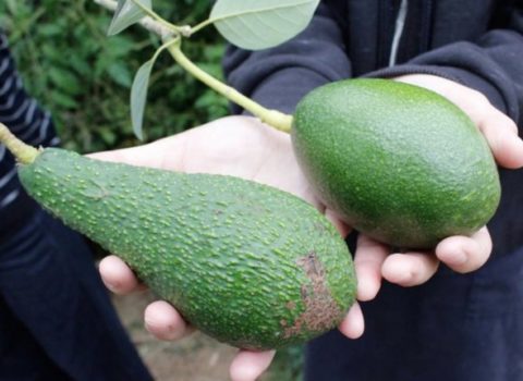 愛媛の食材紹介 アボカド 愛媛の食材紹介 アボカド