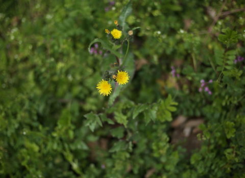 植物の学びからの付随 植物の学びからの付随