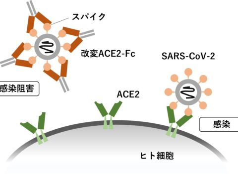 免疫メモ2 5月13日更新! 免疫メモ2 5月13日更新!