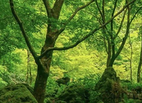 樹木系の植物講座継続受講中　日本メディカルハーブ協会オンラインアカデミー